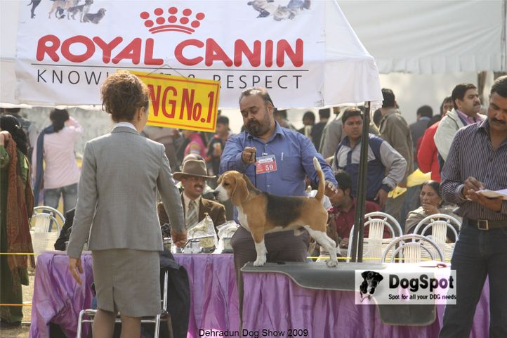 Beagle,Hounds,, Dehradun Dog Show, DogSpot.in