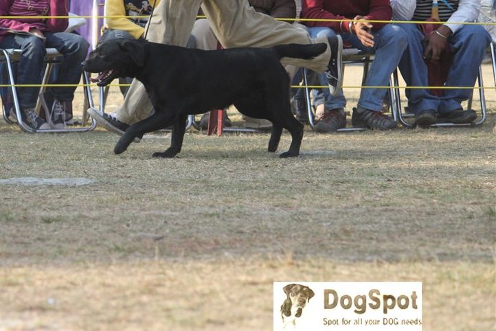 Labrador Retriever,, Dehradun Dog Show, DogSpot.in