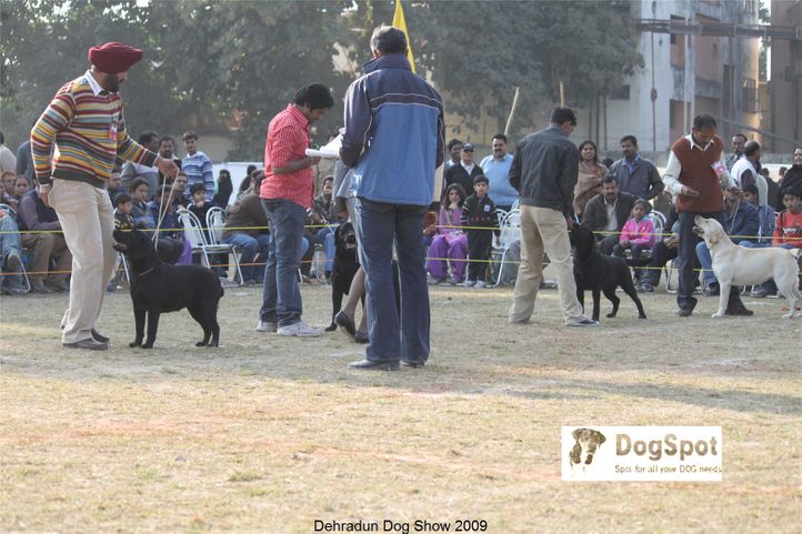 Labrador Retriever,, Dehradun Dog Show, DogSpot.in