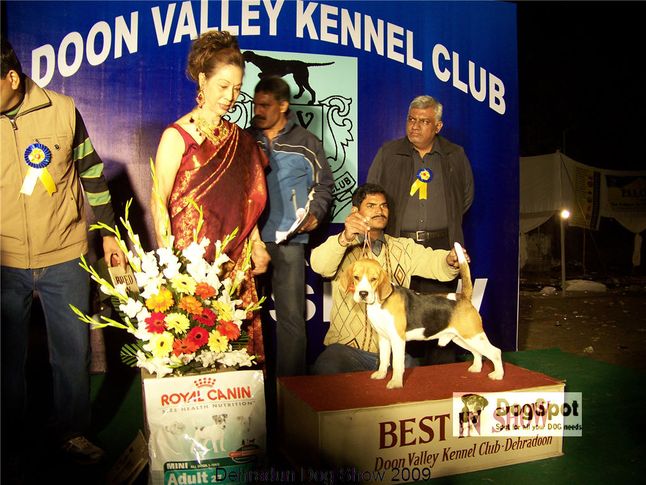 Beagle,BIS,Line up,, Dehradun Dog Show, DogSpot.in