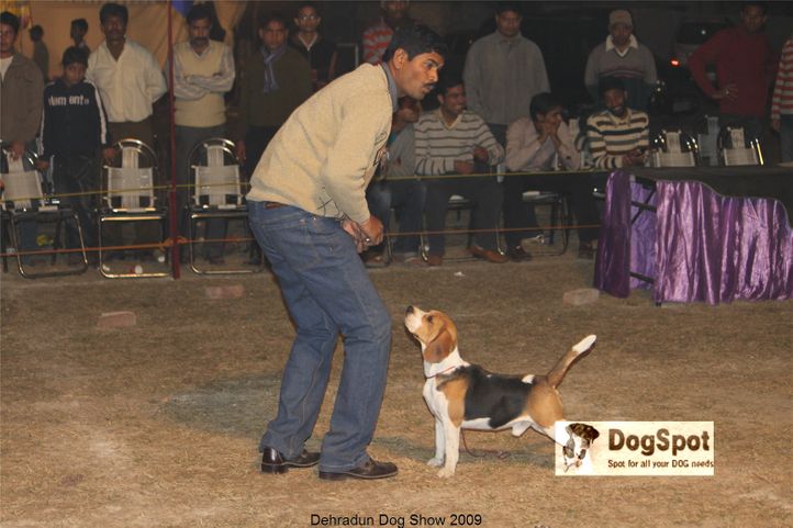 Beagle,BIS,Line up,, Dehradun Dog Show, DogSpot.in