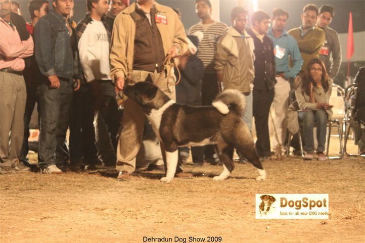 Akita,BIS,Line up,, Dehradun Dog Show, DogSpot.in