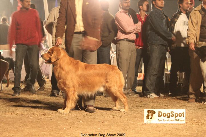 BIS,Golden Retriever,Line up,, Dehradun Dog Show, DogSpot.in