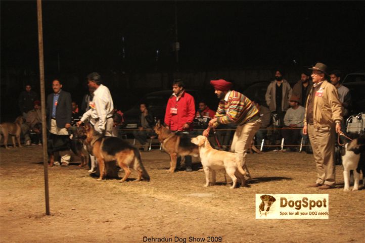 BIS,Line up,, Dehradun Dog Show, DogSpot.in