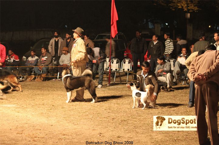 BIS,Line up,, Dehradun Dog Show, DogSpot.in