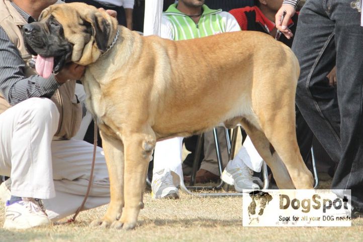 Mastiff,, Dehradun Dog Show, DogSpot.in