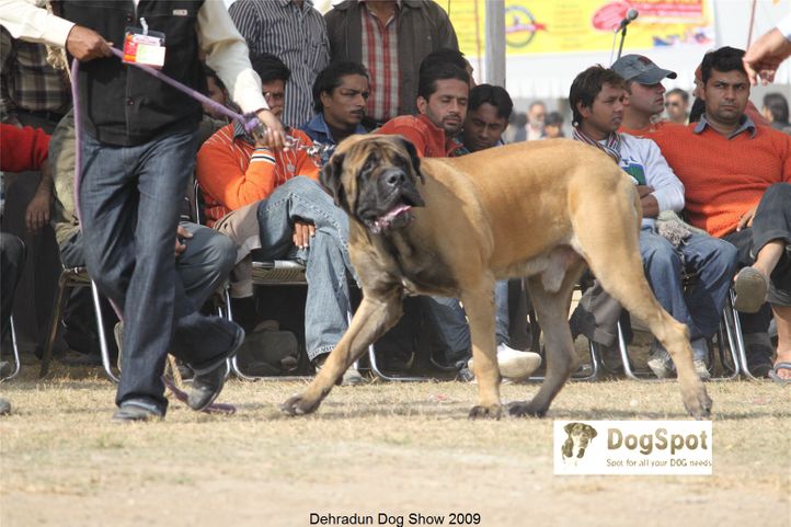 Mastiff,, Dehradun Dog Show, DogSpot.in