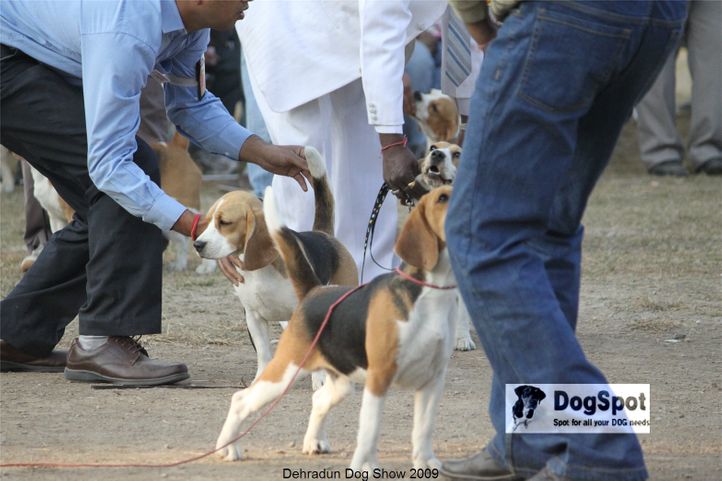 Beagle,Hounds,, Dehradun Dog Show, DogSpot.in