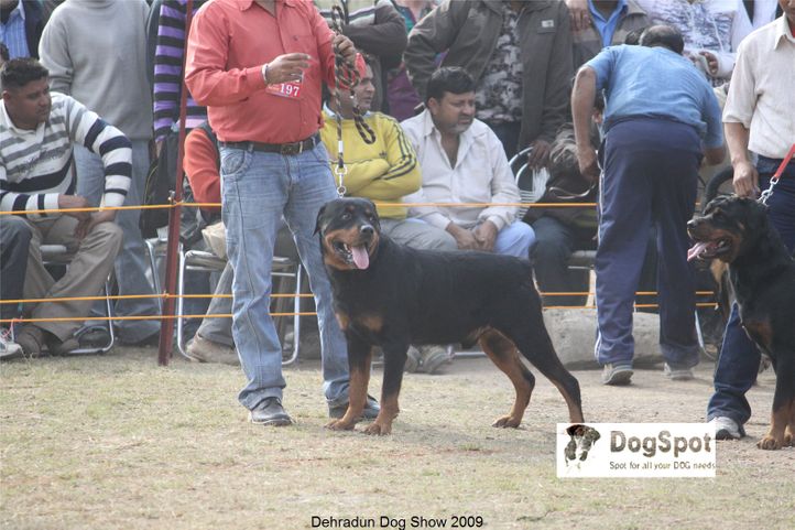 Rottweiler,, Dehradun Dog Show, DogSpot.in