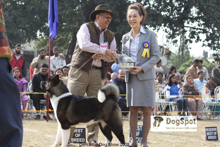 Akita,, Dehradun Dog Show, DogSpot.in
