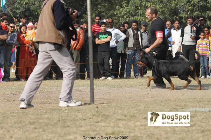 Rottweiler,, Dehradun Dog Show, DogSpot.in