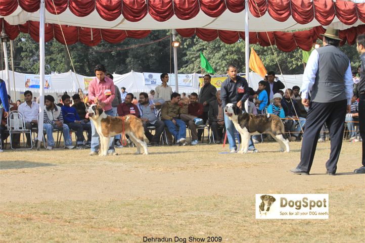 St Bernard,, Dehradun Dog Show, DogSpot.in
