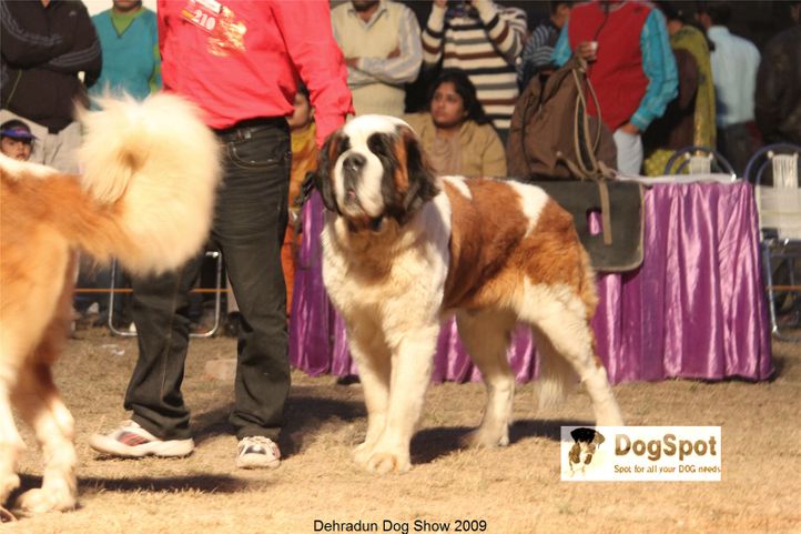 St Bernard,, Dehradun Dog Show, DogSpot.in