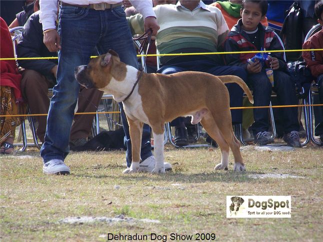 Staffordshire Terrier,Terrier,, Dehradun Dog Show, DogSpot.in
