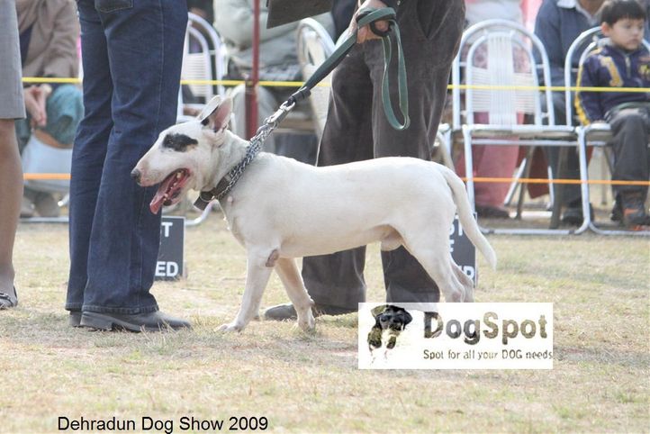 Bull Terrier,Terrier,, Dehradun Dog Show, DogSpot.in