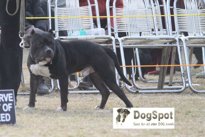 Staffordshire Terrier,Terrier,, Dehradun Dog Show, DogSpot.in