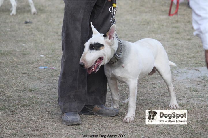 Bull Terrier,Terrier,, Dehradun Dog Show, DogSpot.in