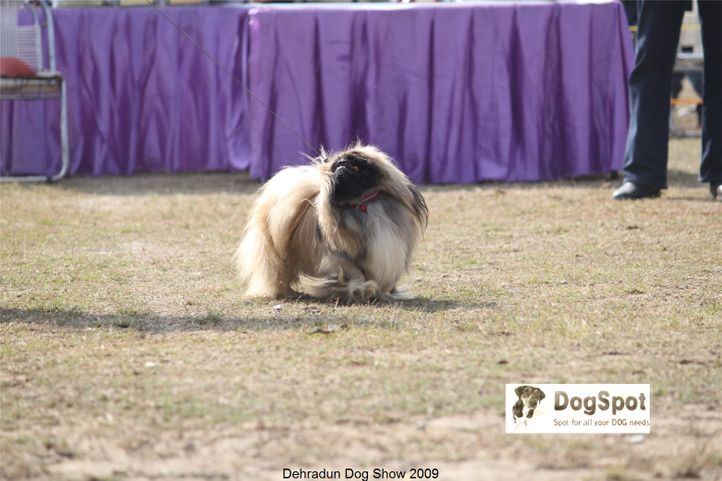 Pekingese,, Dehradun Dog Show, DogSpot.in