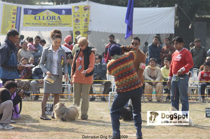 Pekingese,, Dehradun Dog Show, DogSpot.in