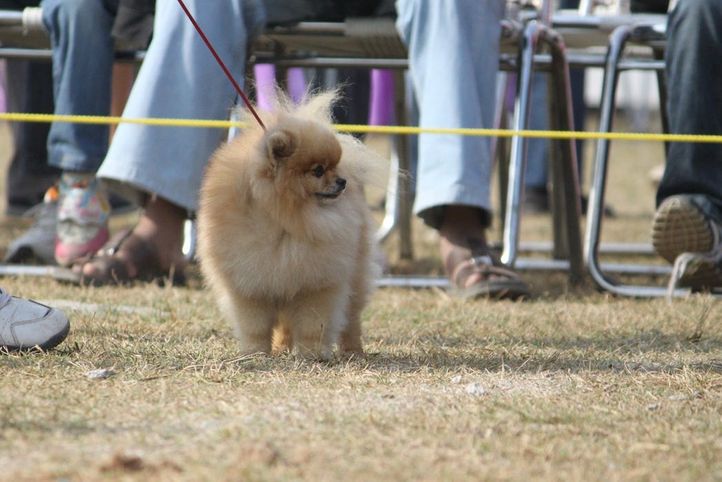 Pomeranian,, Dehradun Dog Show, DogSpot.in