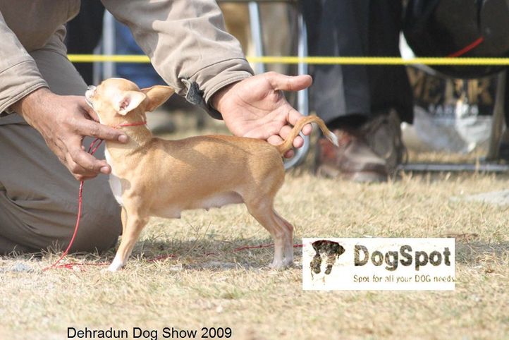 , Dehradun Dog Show, DogSpot.in