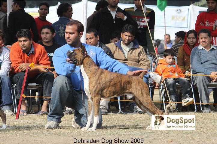 Boxer,, Dehradun Dog Show, DogSpot.in