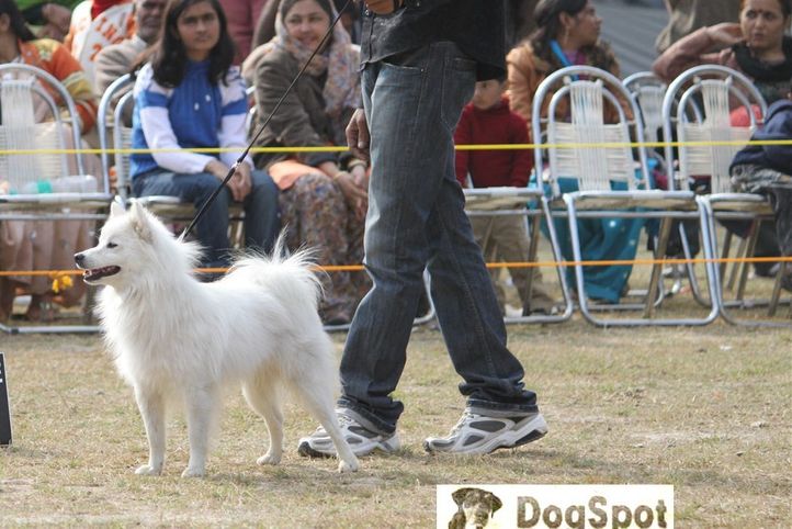 Spitz,, Dehradun Dog Show, DogSpot.in