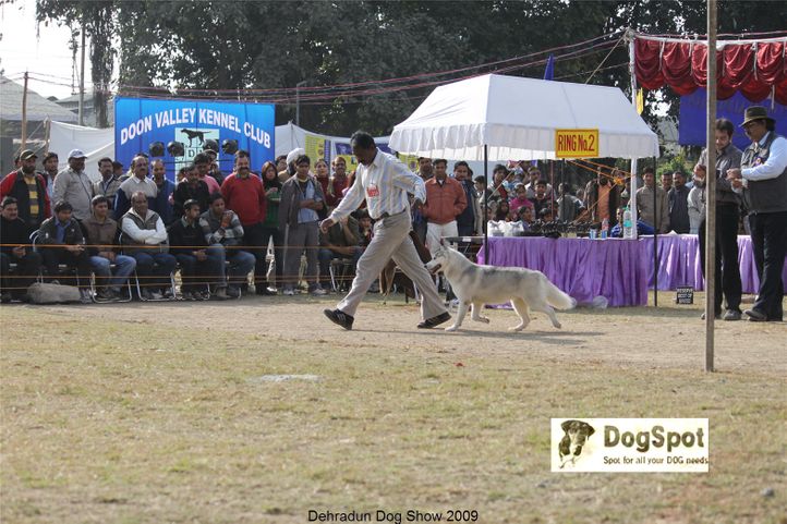 Siberian Huskie,, Dehradun Dog Show, DogSpot.in