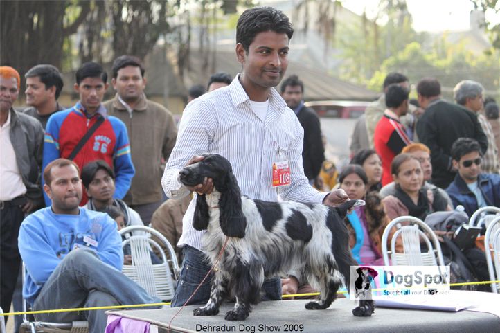 cocker,, Dehradun Dog Show, DogSpot.in
