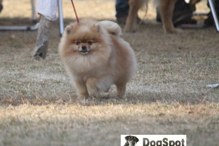 Pomeranian,, Dehradun Dog Show, DogSpot.in