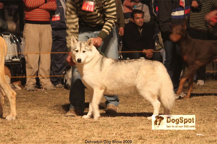 Siberian Huskie,, Dehradun Dog Show, DogSpot.in