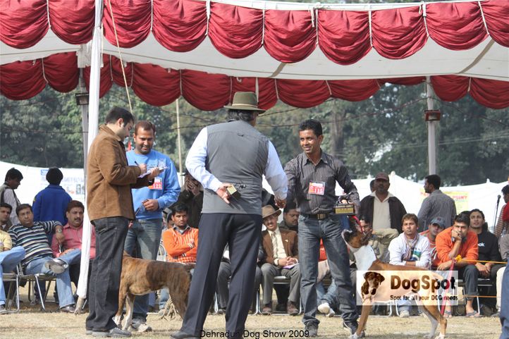 Boxer,, Dehradun Dog Show, DogSpot.in