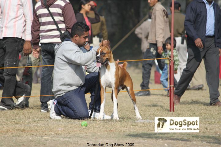 Boxer, Dehradun Dog Show, DogSpot.in