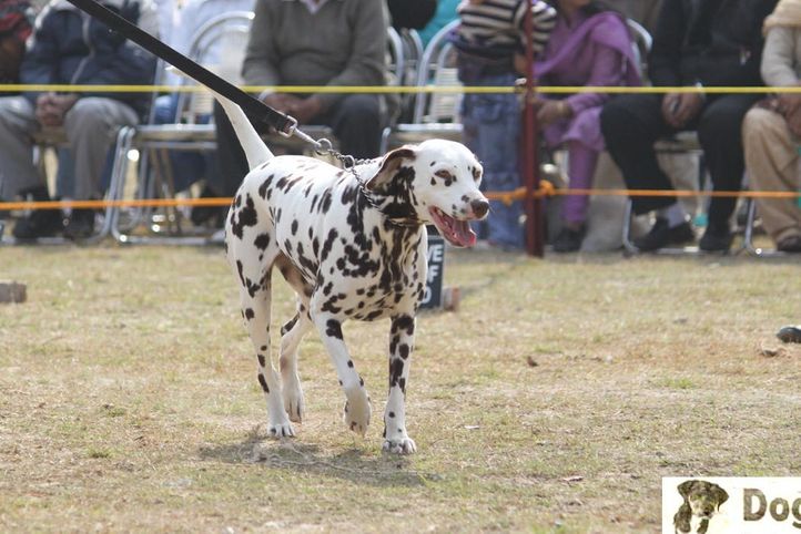 Dalmatian,, Dehradun Dog Show, DogSpot.in