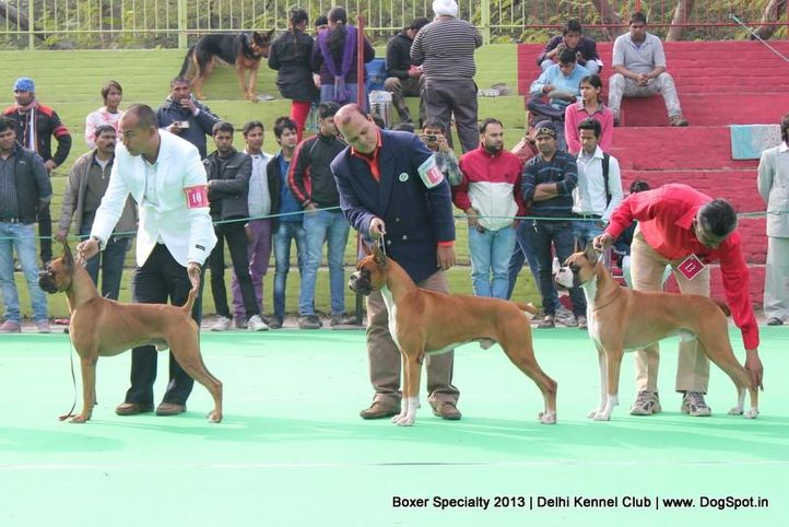 boxer specialty,, Delhi Boxer Specialty 2013 , DogSpot.in