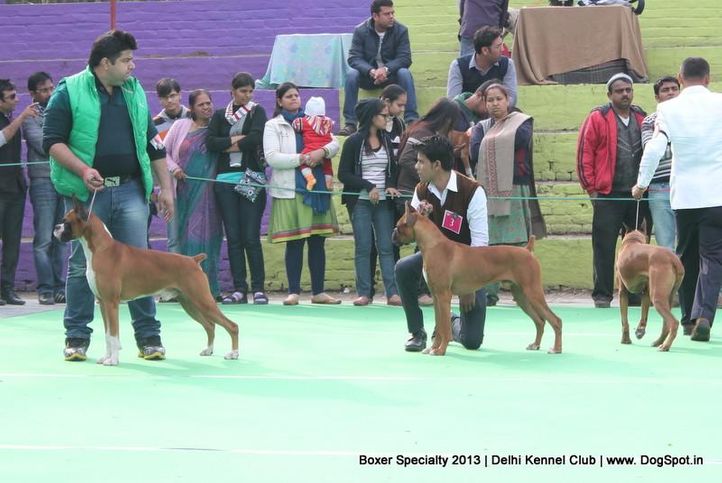 boxer specialty,, Delhi Boxer Specialty 2013 , DogSpot.in