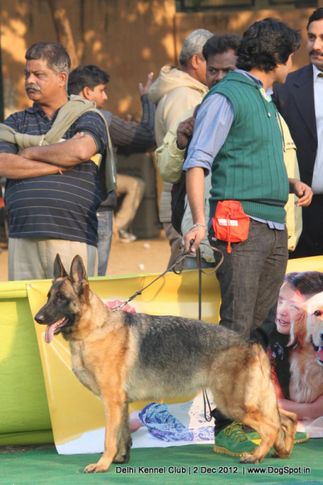 german shepherd,sw-67,, Delhi Dog Show 2012, DogSpot.in