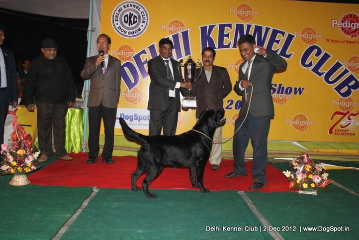 line up,sw-67,, Delhi Dog Show 2012, DogSpot.in