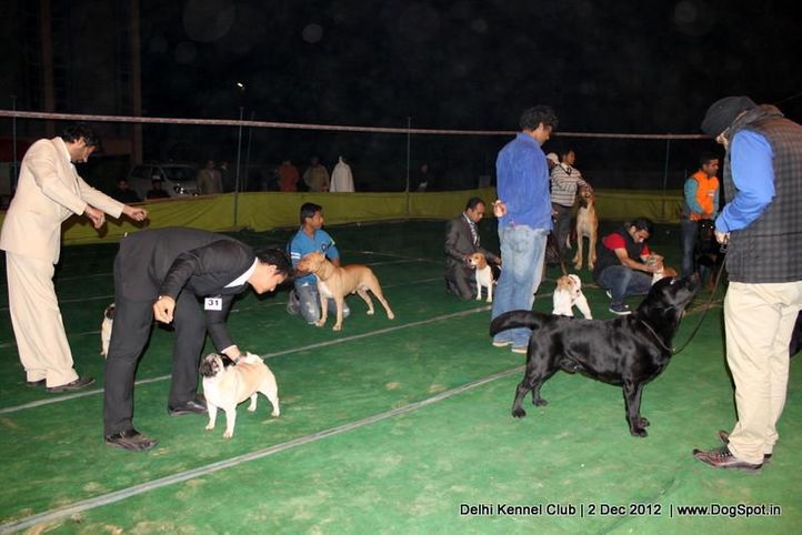 line up,sw-67,, Delhi Dog Show 2012, DogSpot.in