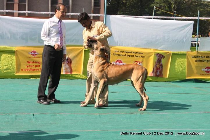great dane,sw-67,, Delhi Dog Show 2012, DogSpot.in