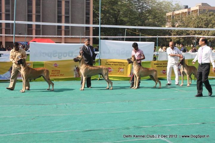 great dane,judging,sw-67,, Delhi Dog Show 2012, DogSpot.in