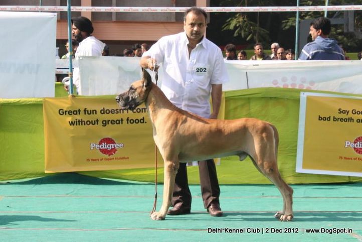 great dane,sw-67,, Delhi Dog Show 2012, DogSpot.in