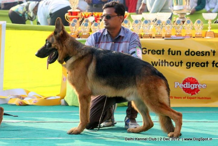 german shepherd,sw-67,, Delhi Dog Show 2012, DogSpot.in