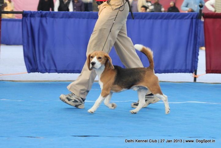 beagle,ex-40,sw-79,, HOTTEX ROWDY LEADER OF THE PACK, Beagle, DogSpot.in