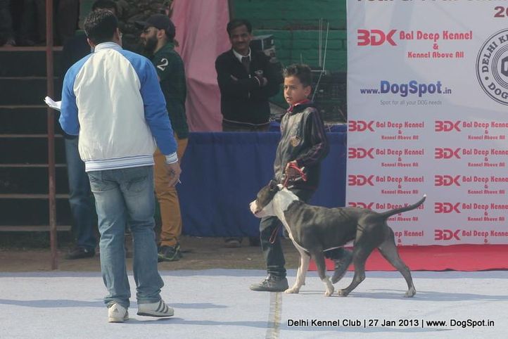 staffordshire terrier ,sw-79,, Delhi Dog Show 2013, DogSpot.in