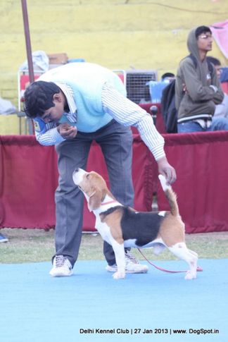 beagle,sw-79,, Delhi Dog Show 2013, DogSpot.in