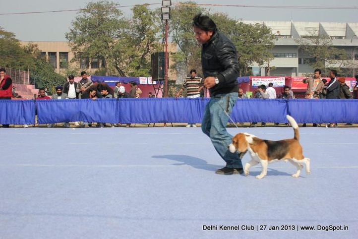 beagle,sw-79,, Delhi Dog Show 2013, DogSpot.in