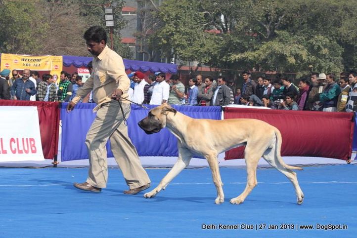 ex-180,great dane,sw-79,, THAKUR'S EVER SO CLEVER, Great Dane, DogSpot.in