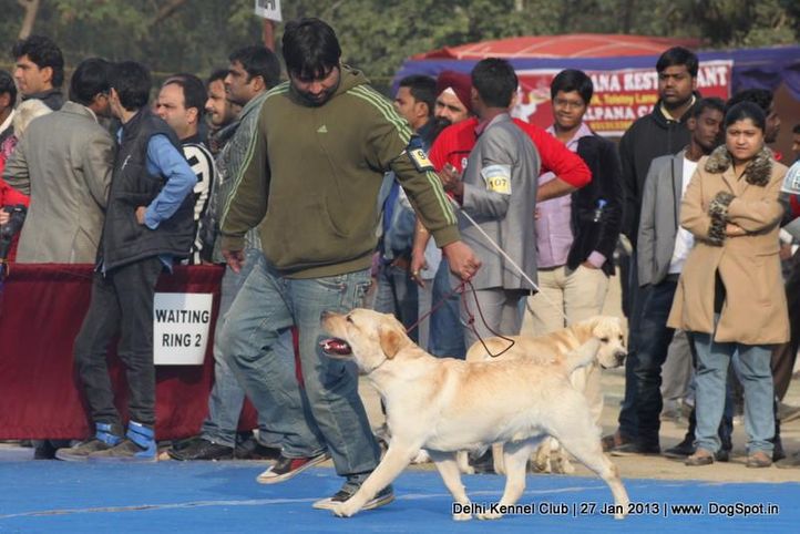 labrador retriever,sw-79,, Delhi Dog Show 2013, DogSpot.in