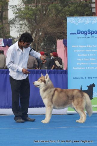 siberian husky,sw-79,, Delhi Dog Show 2013, DogSpot.in